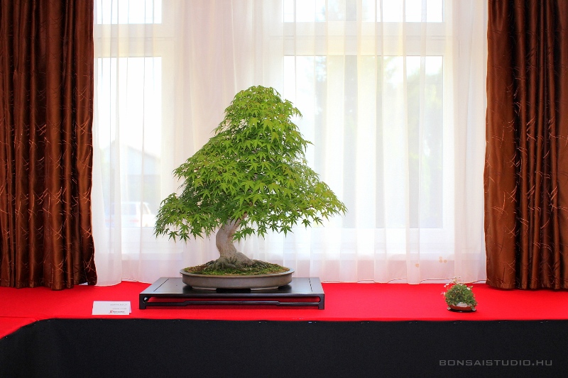 bonsai kiallitas a szegedi botanikus kertben a lotusznapokon